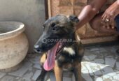 Chiot