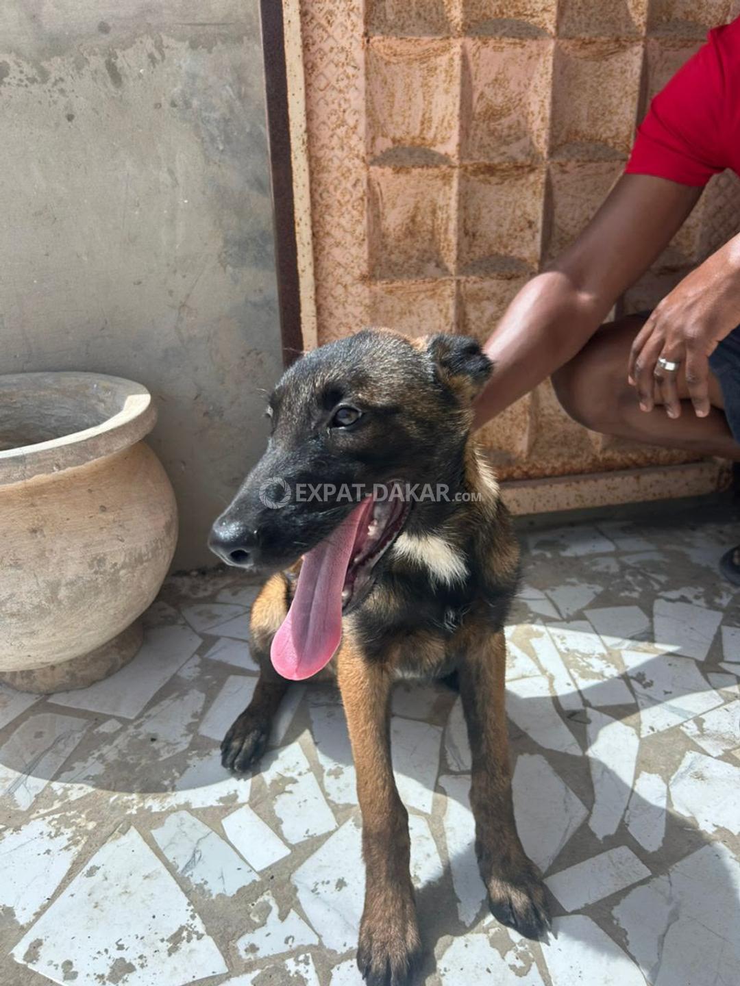 Chiot