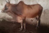 VACHE