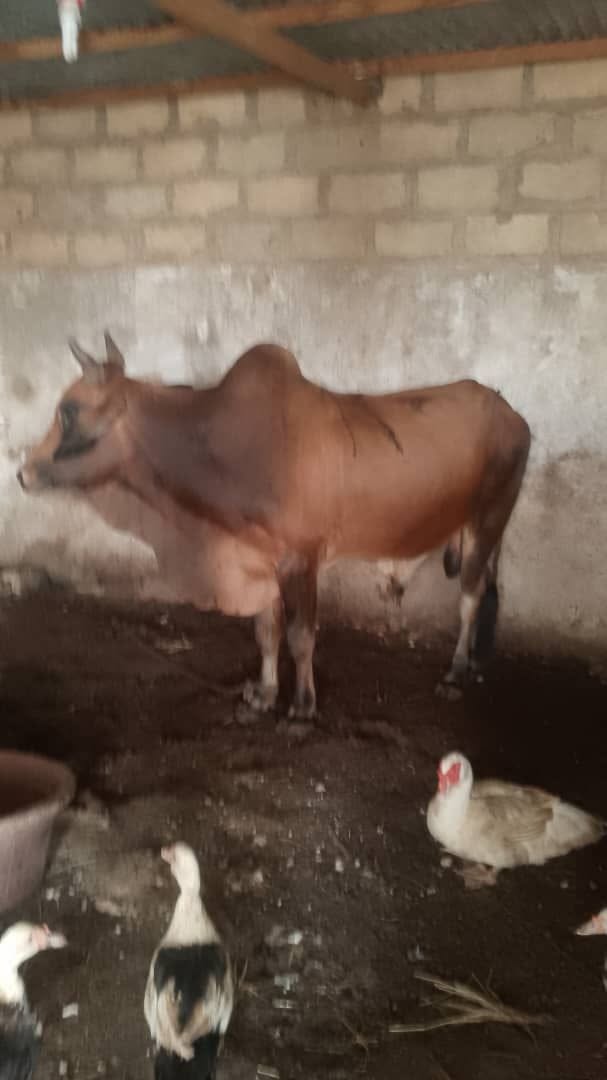 VACHE