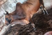 VACHE