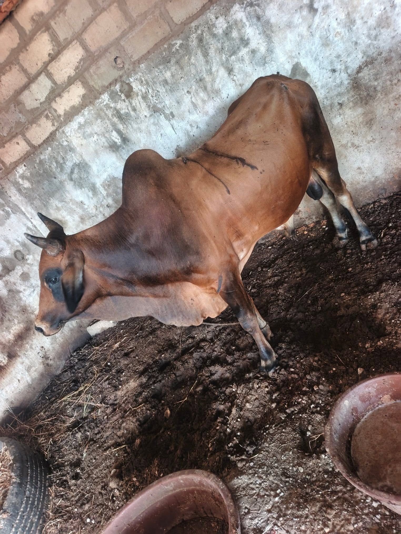VACHE
