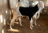 Ladoum mouton agnelle