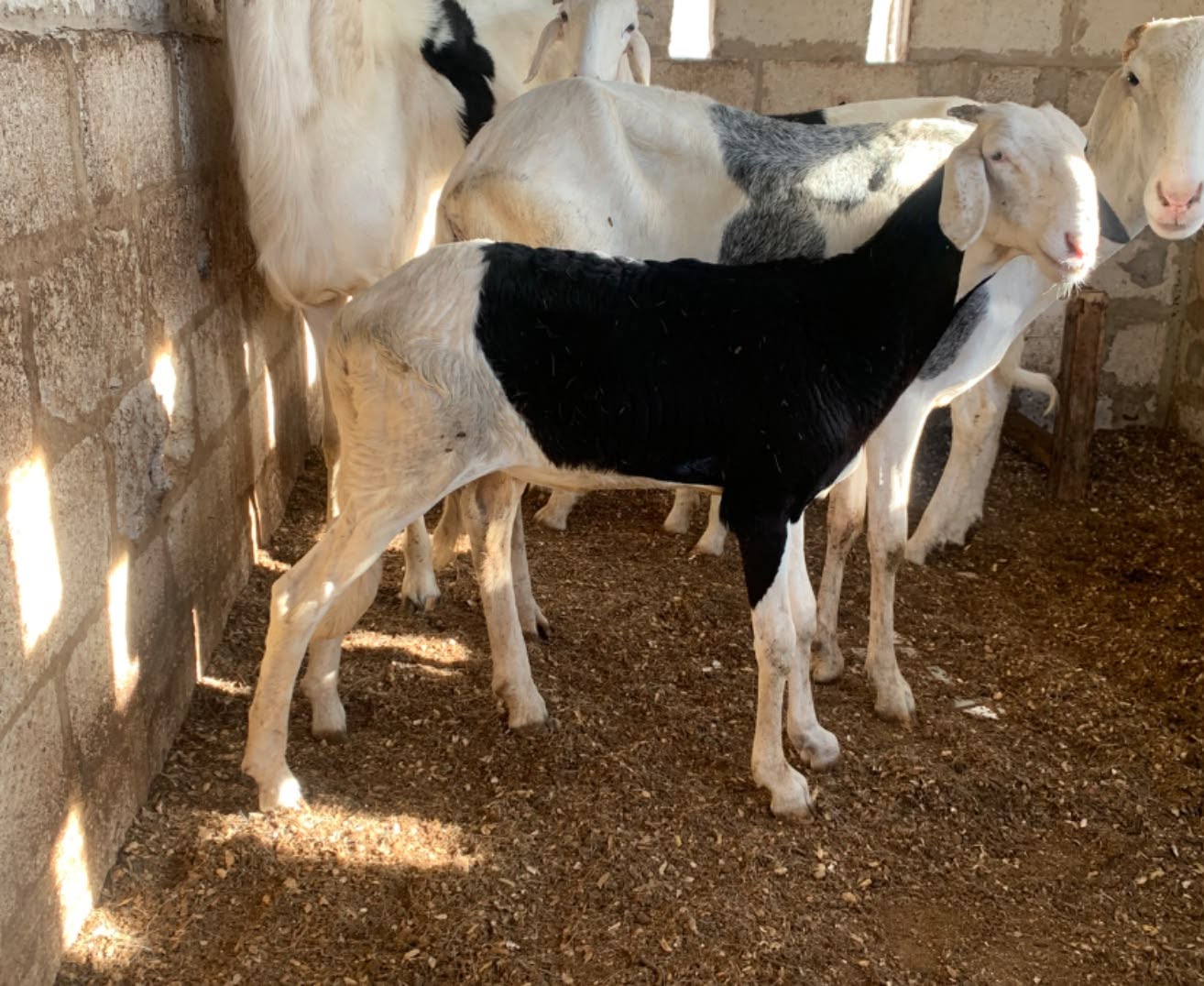 Ladoum mouton agnelle