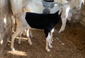 Ladoum mouton agnelle