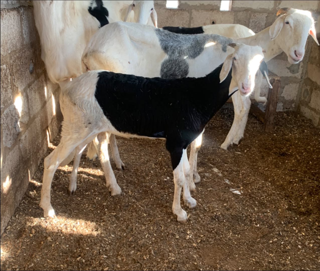 Ladoum mouton agnelle