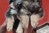 Chiot
