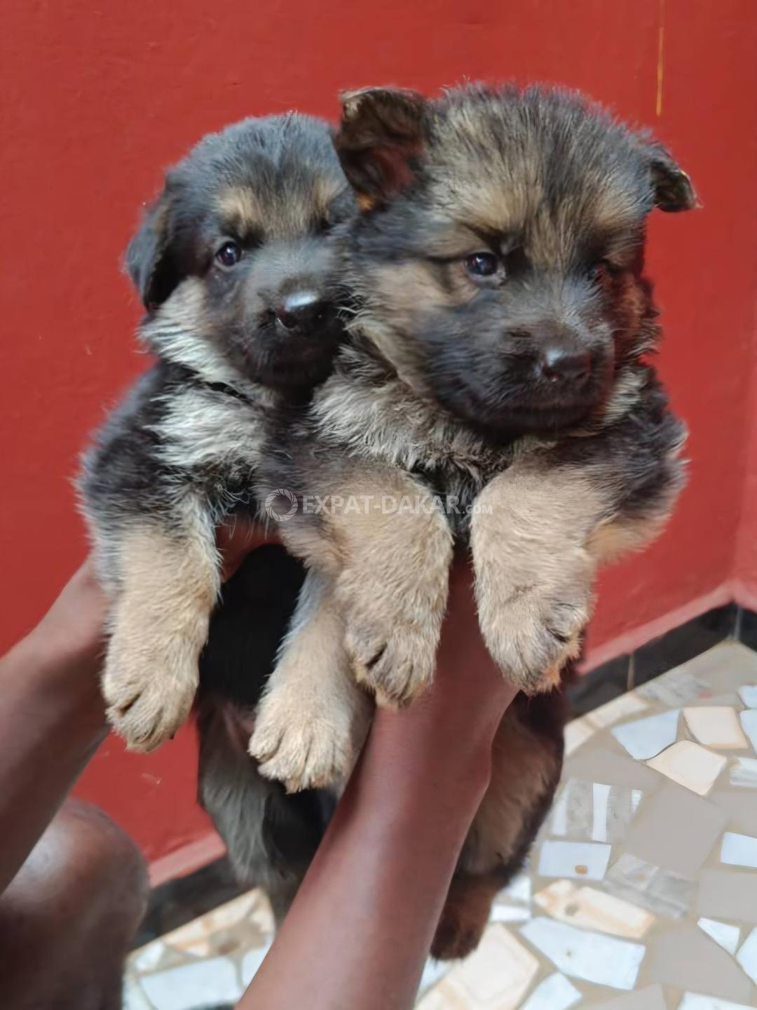 Chiot
